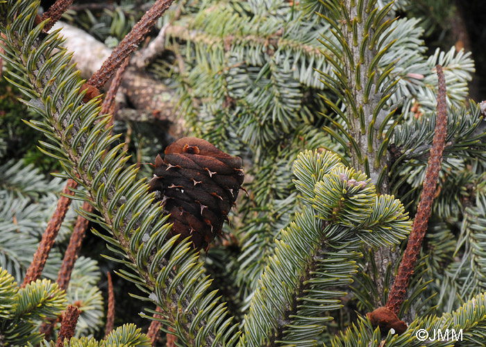 Abies pectinata bourgeons